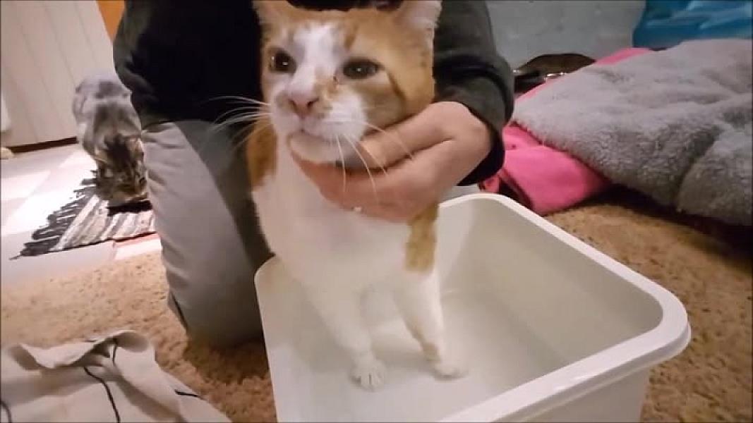 Kattenpraat