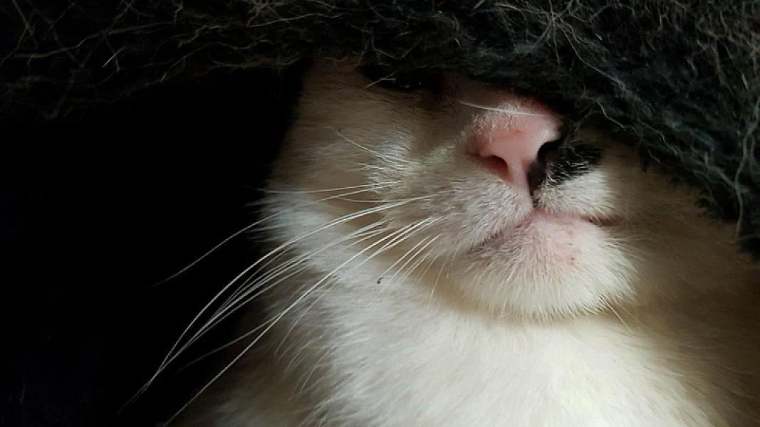 Kattenpraat