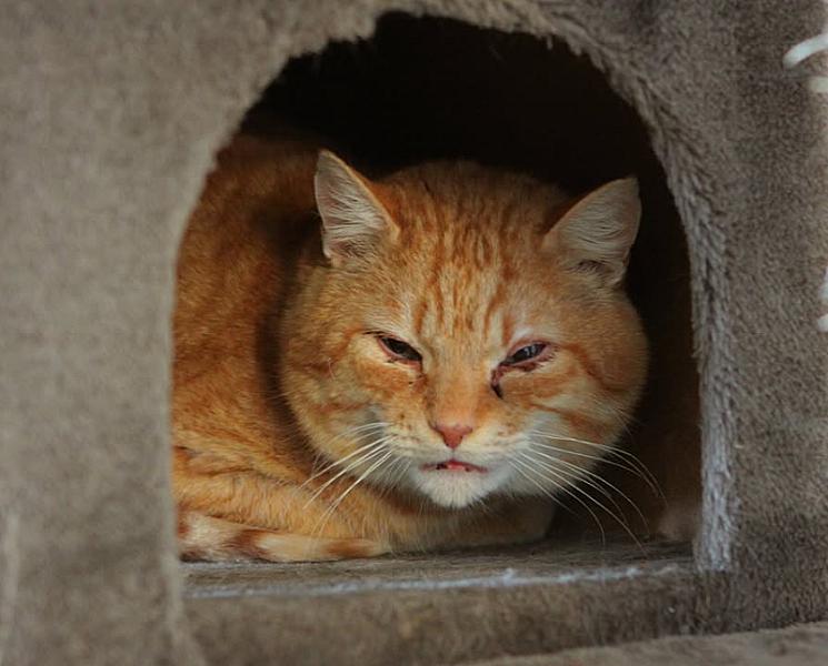 Kattenpraat