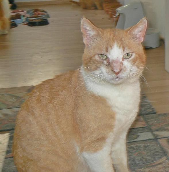 Kattenpraat