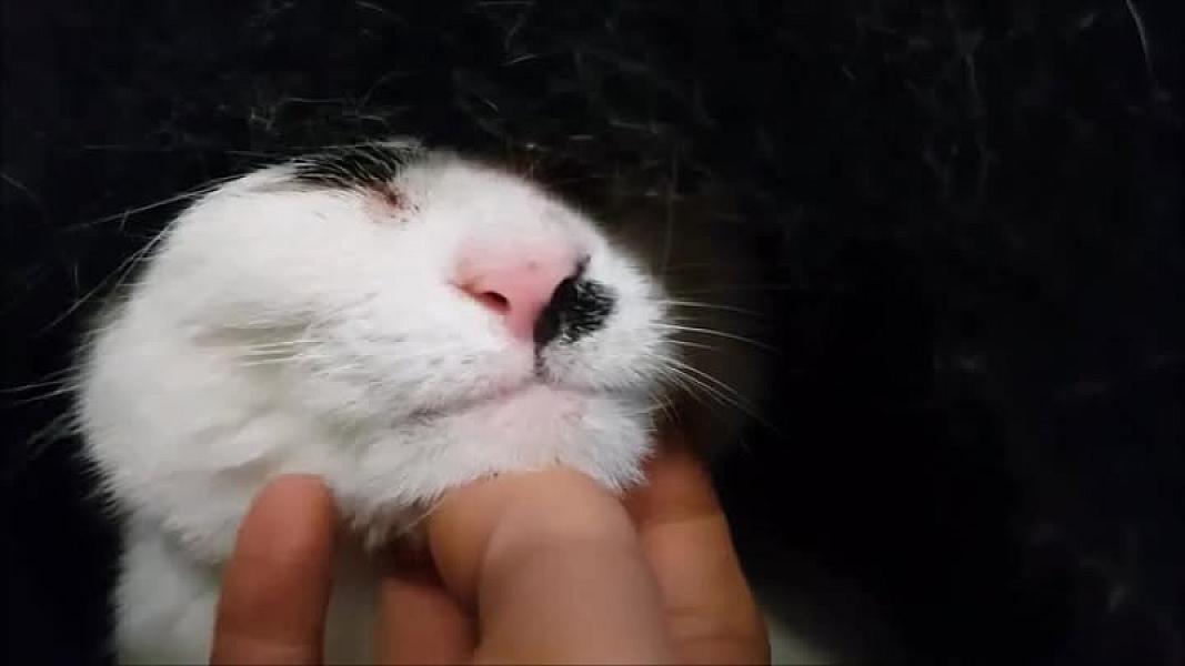 Kattenpraat