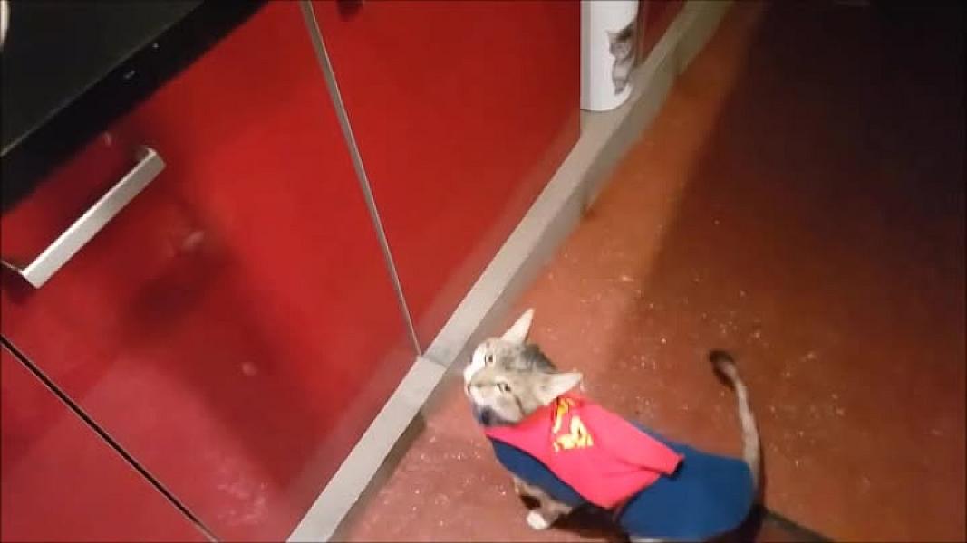 Kattenpraat