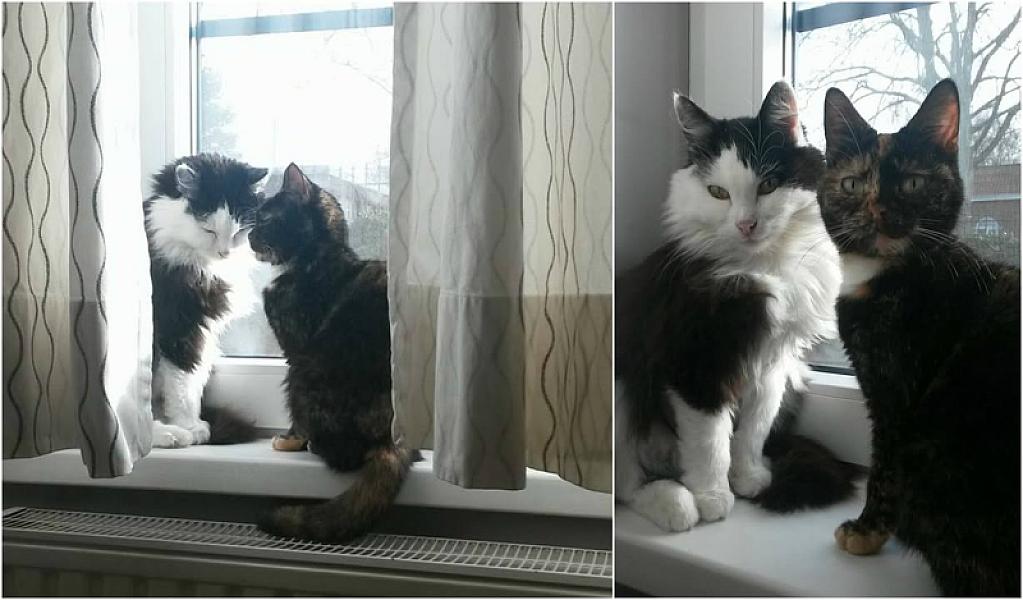 Kattenpraat