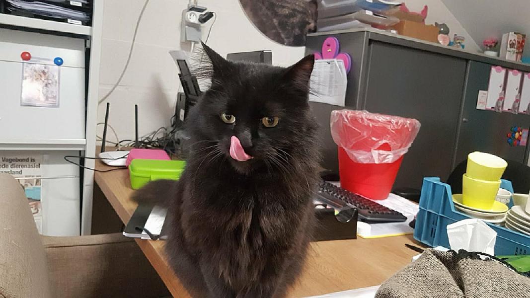 Kattenpraat