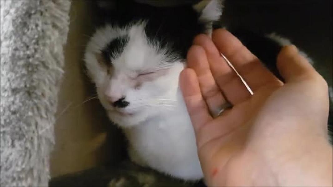 Kattenpraat