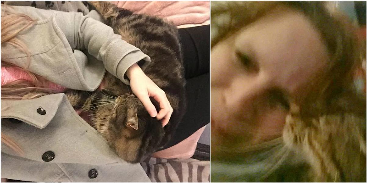Kattenpraat