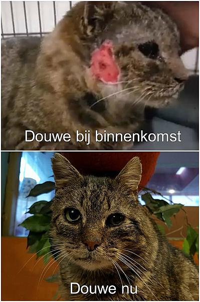 Kattenpraat