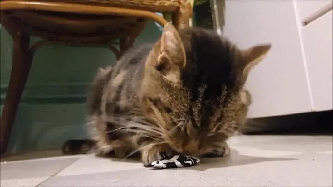 Kattenpraat