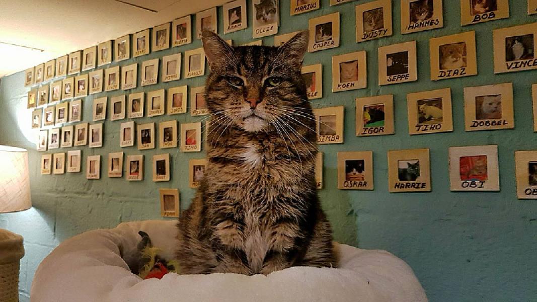 Kattenpraat