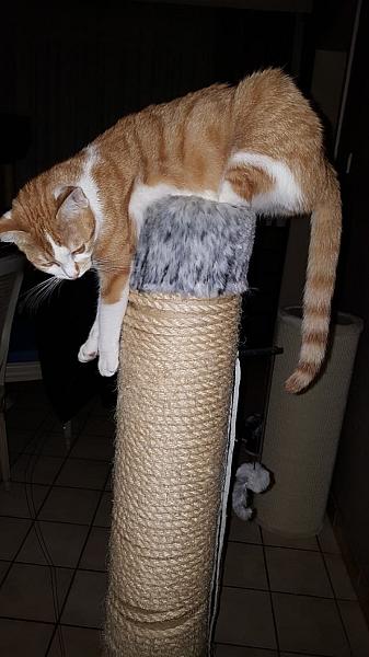 Kattenpraat