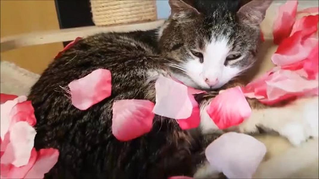 Kattenpraat