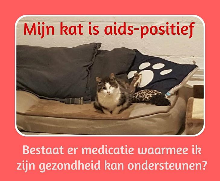 Kattenpraat