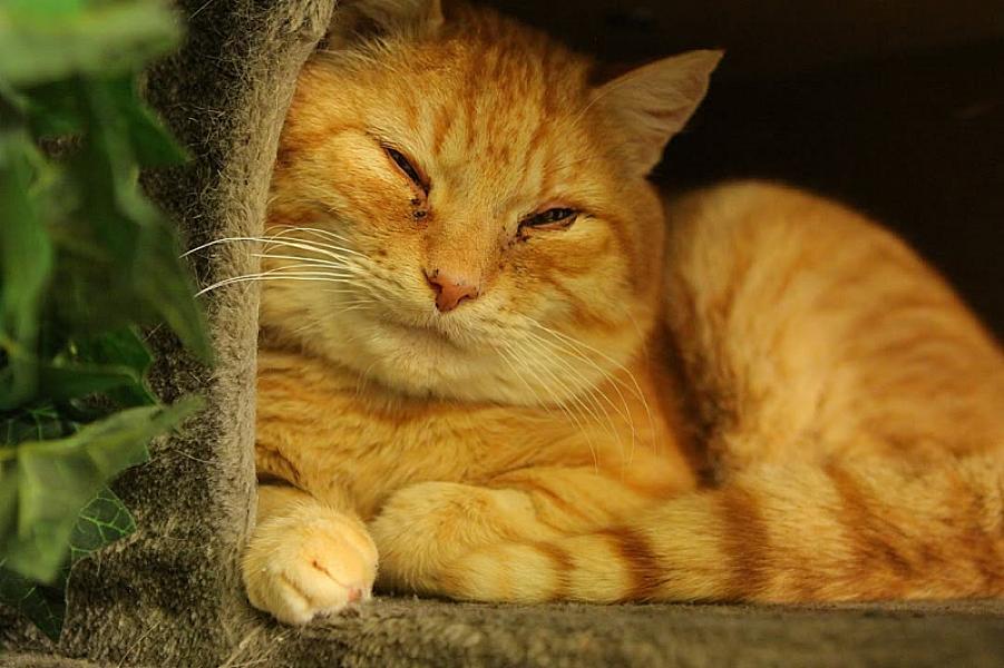 Kattenpraat