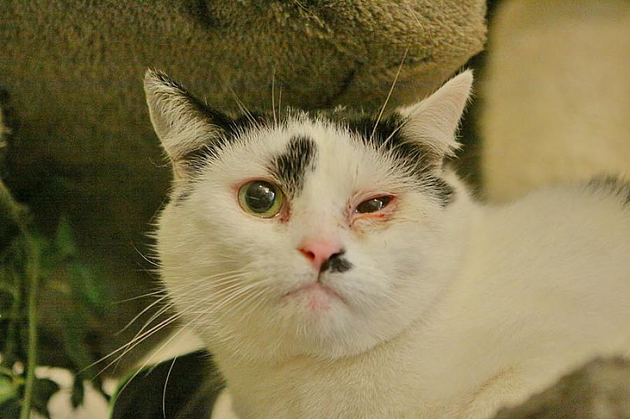 Kattenpraat