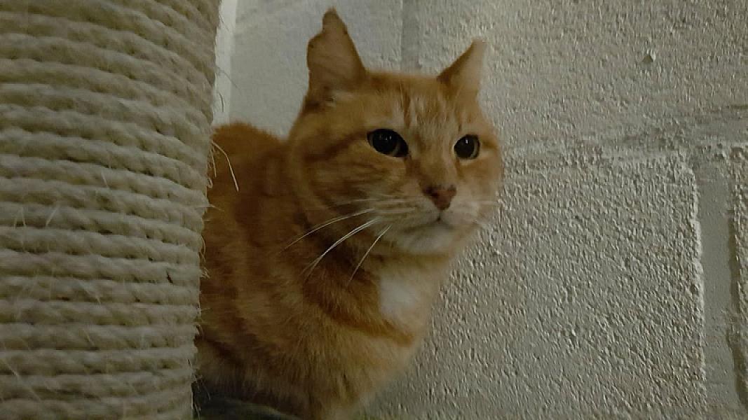 Kattenpraat