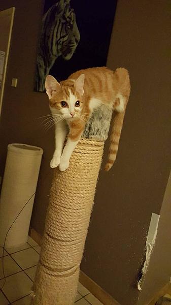 Kattenpraat