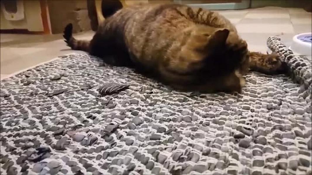 Kattenpraat