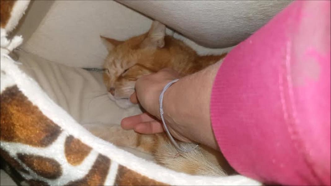 Kattenpraat