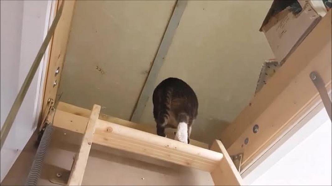 Kattenpraat