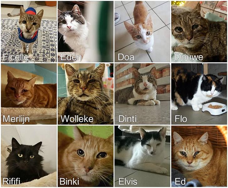 Kattenpraat