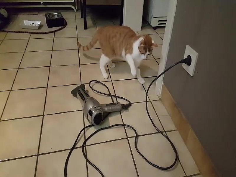 Kattenpraat