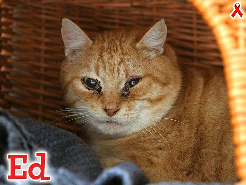 Kattenpraat