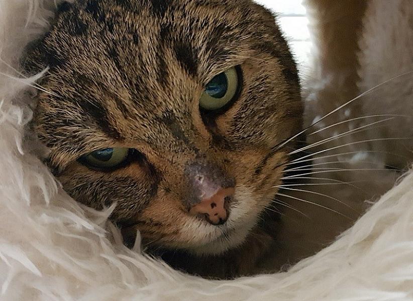 Kattenpraat