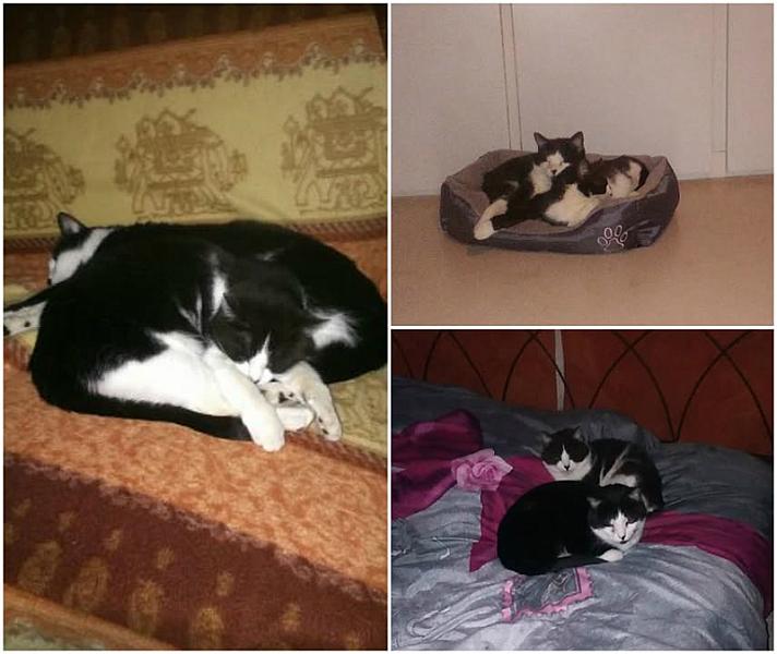 Kattenpraat