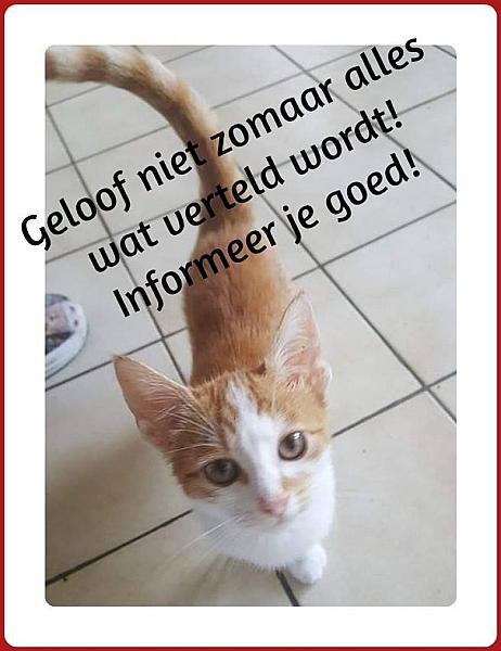 Kattenpraat