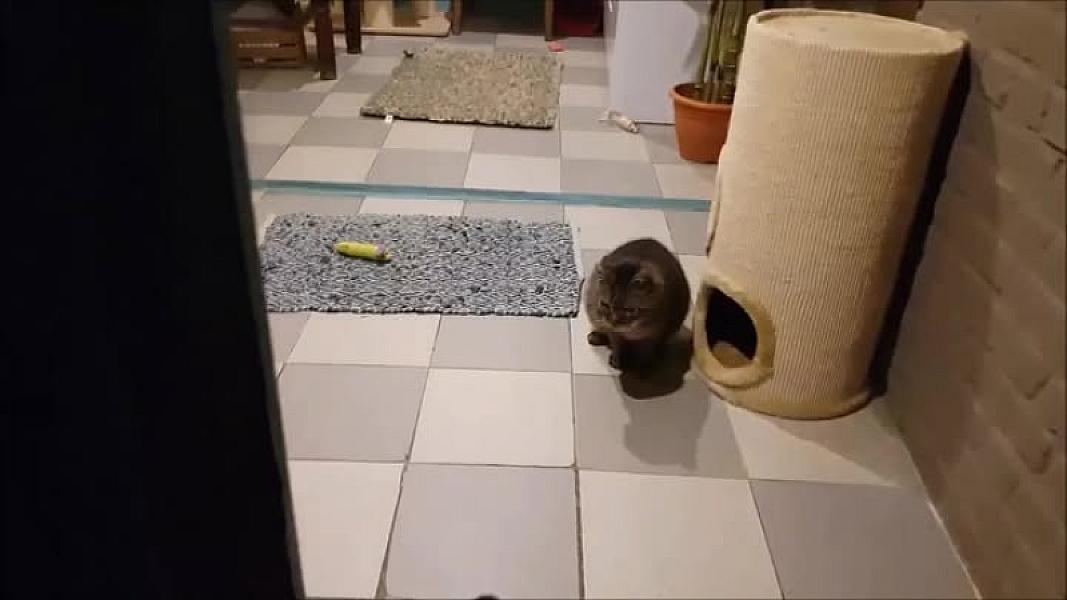 Kattenpraat