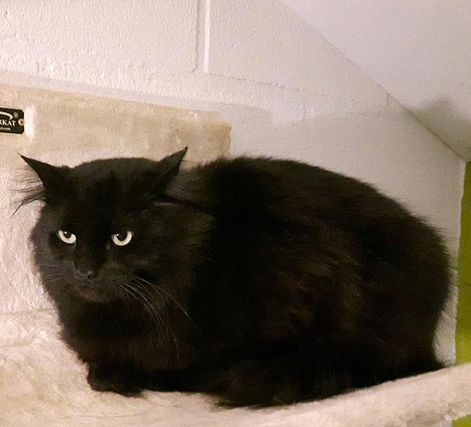 Kattenpraat