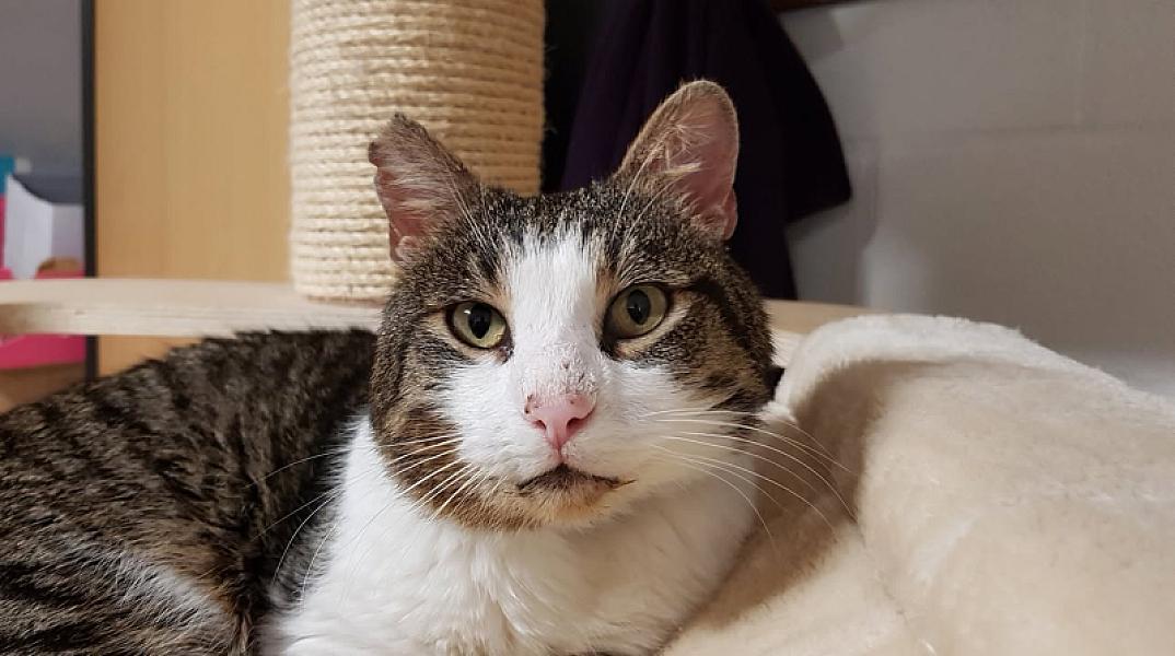 Kattenpraat