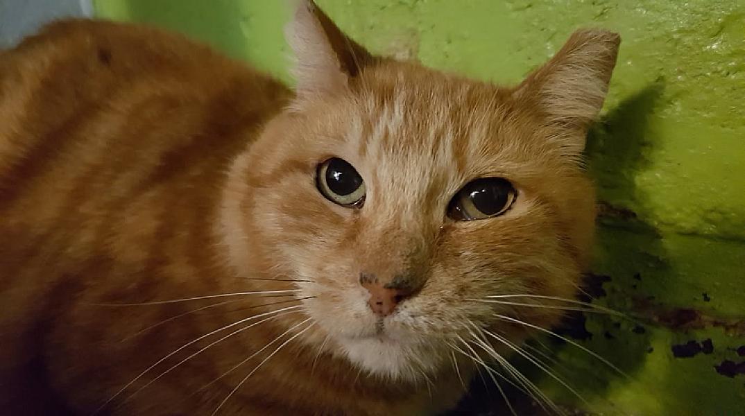 Kattenpraat