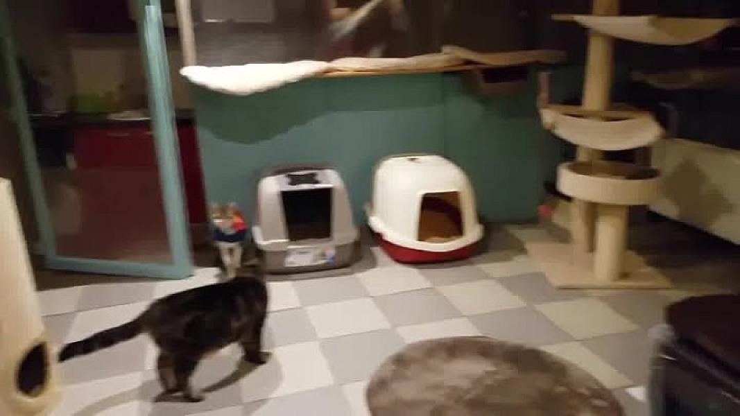 Kattenpraat