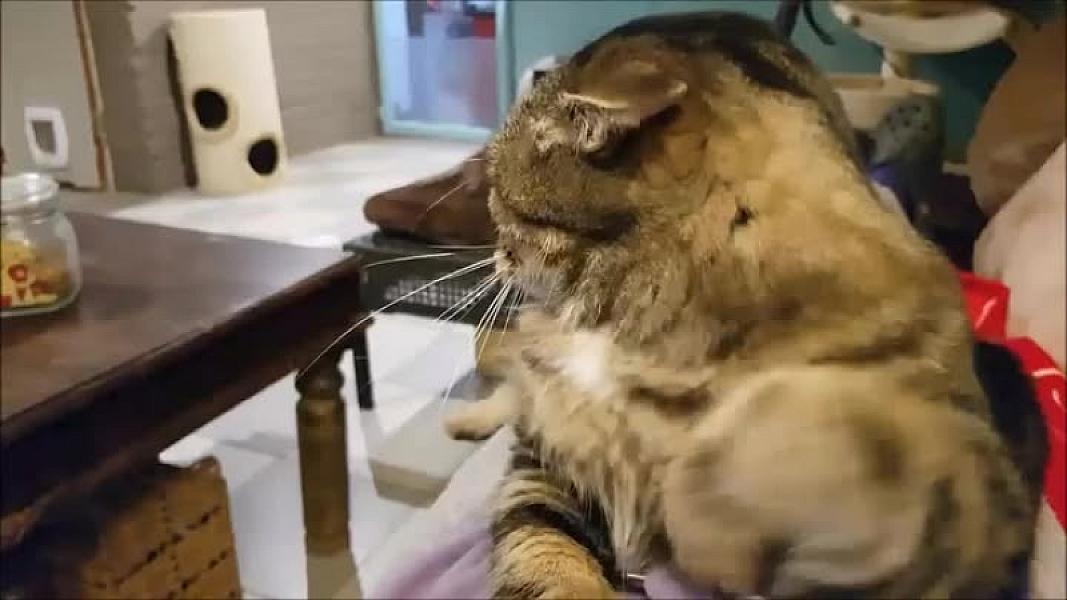 Kattenpraat