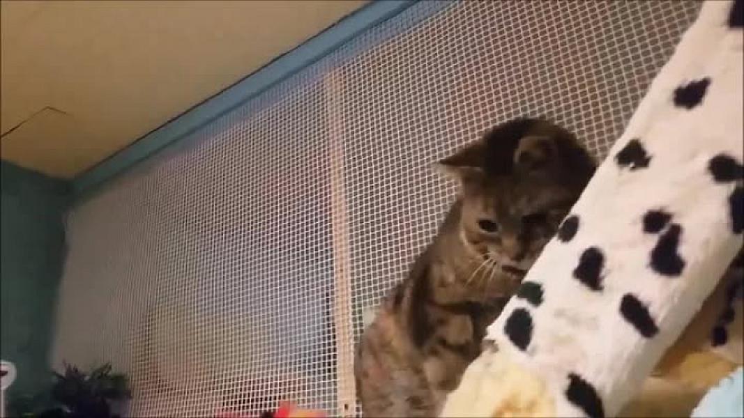 Kattenpraat