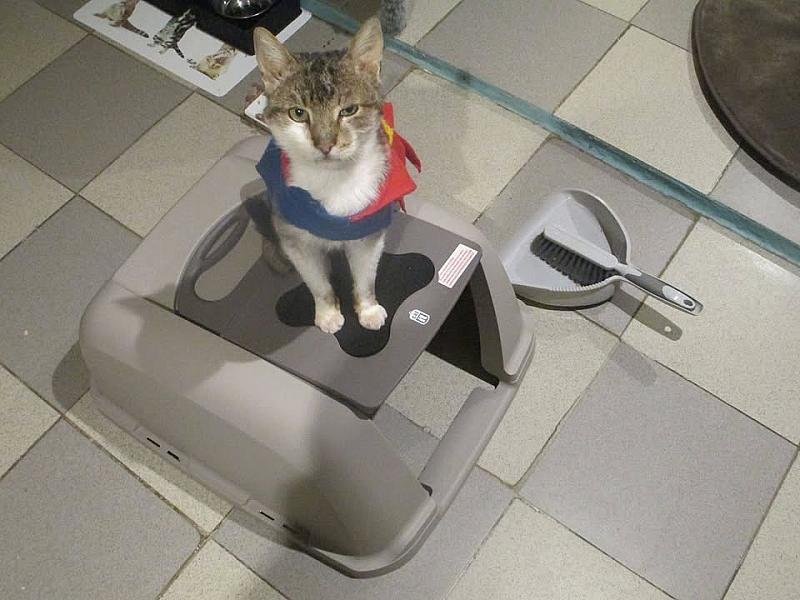Kattenpraat