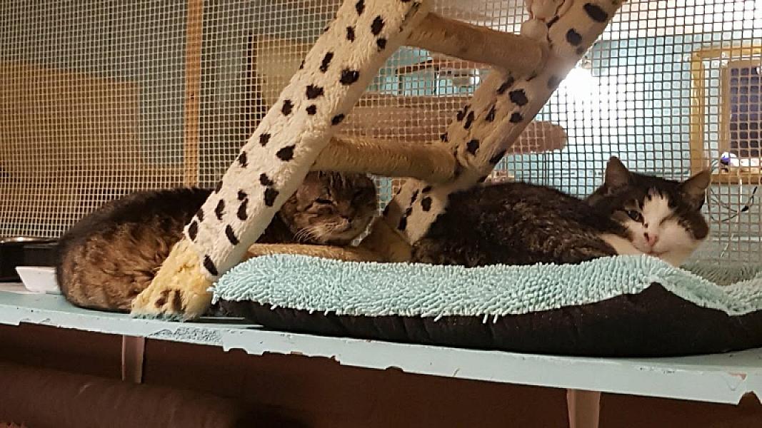 Kattenpraat