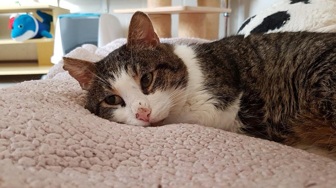 Kattenpraat