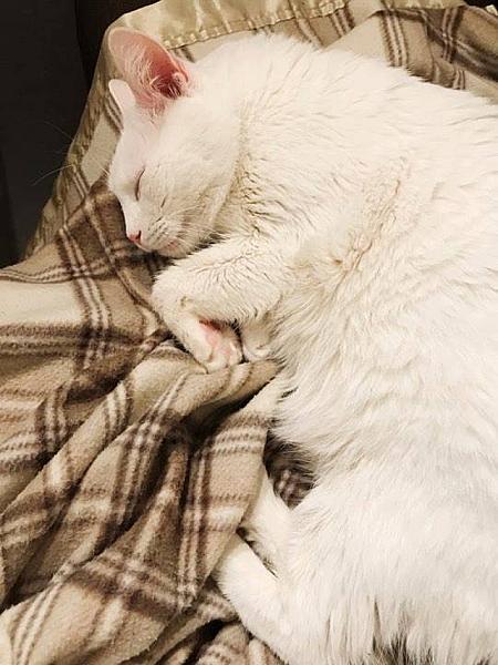 Kattenpraat