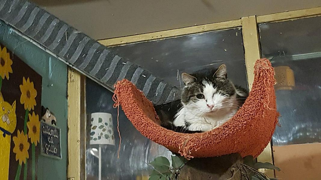 Kattenpraat