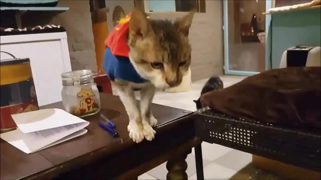 Kattenpraat