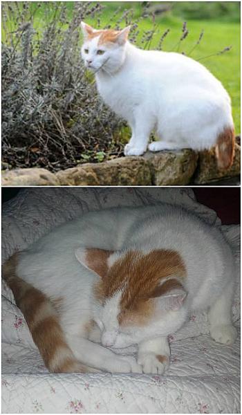 Kattenpraat