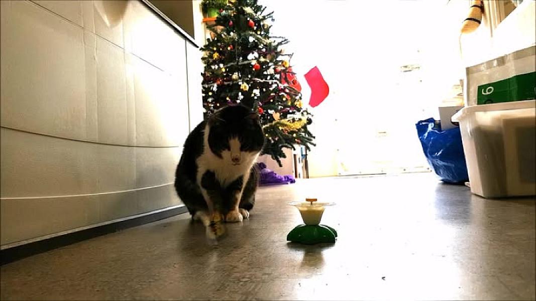 Kattenpraat