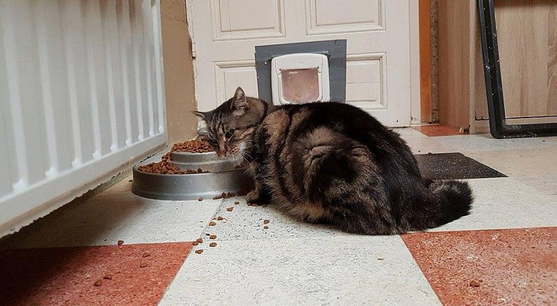 Kattenpraat