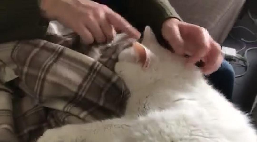 Kattenpraat