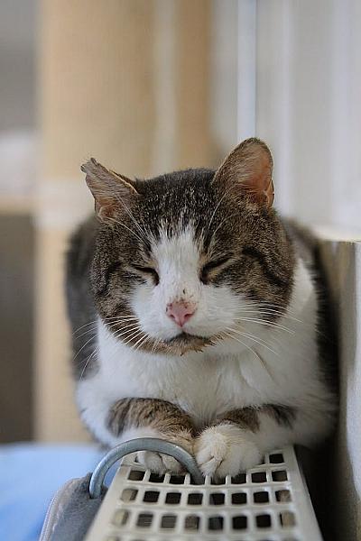 Kattenpraat