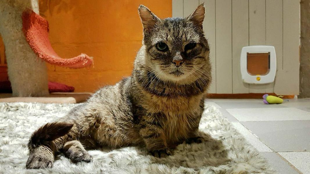 Kattenpraat