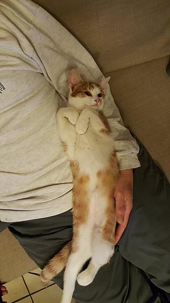 Kattenpraat