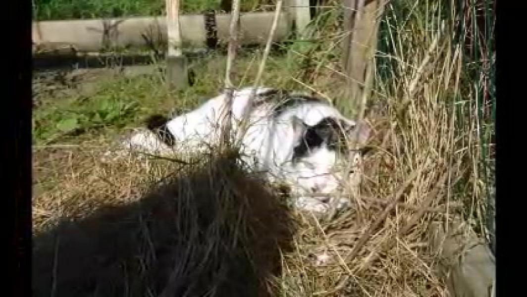 Kattenpraat